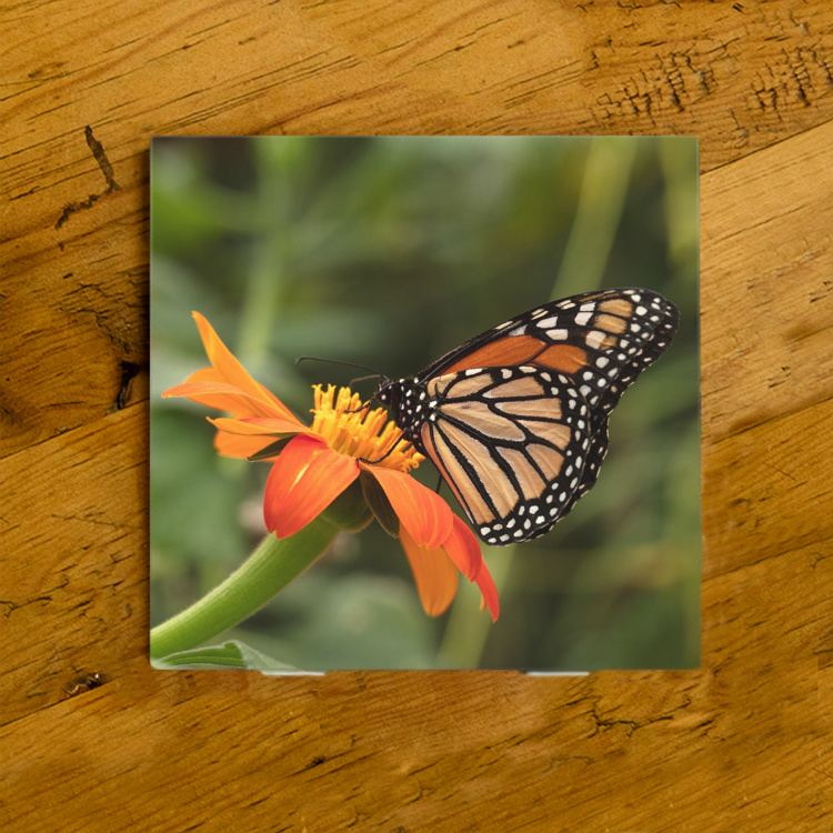 Monarch Butterfly on Zinnia Ceramic Drink Coaster  | Butterfly Coaster | Monarch Art