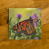 Monarch Butterfly on Aster Ceramic Drink Coaster II | Butterfly Coaster | Monarch Art 