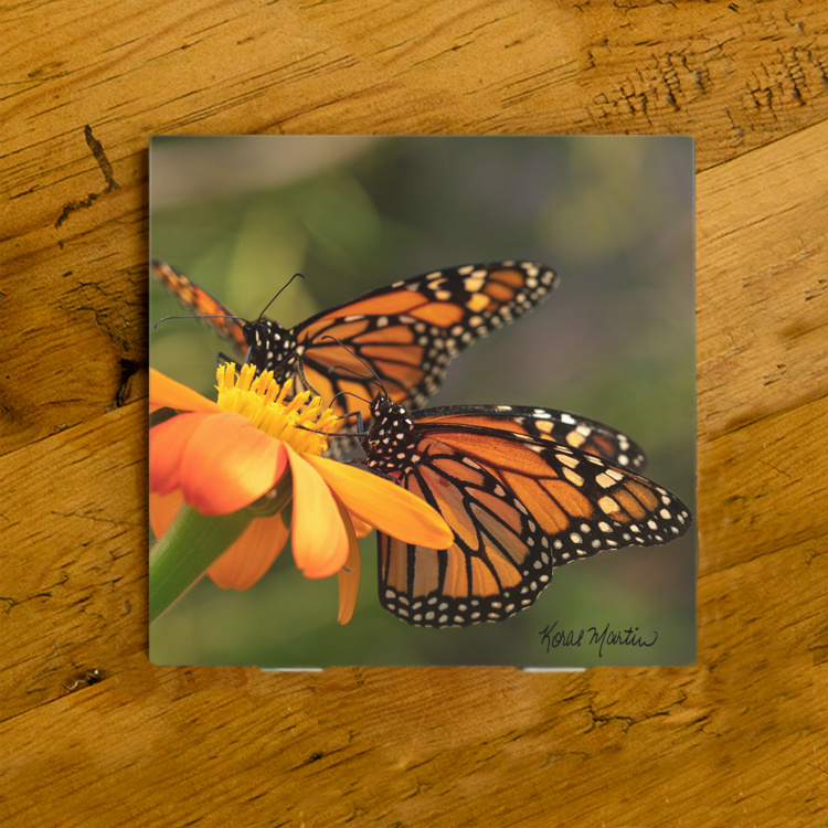 Monarch Butterflies on Zinnia Ceramic Drink Coaster  | Butterfly Coaster | Monarch Art