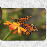 Monarch Butterflies Cutting Board 8x11 and 12x15  | Monarch on Zinnia Art Counter Protector | Butterfly Home Decor