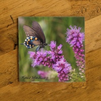 Swallowtail Butterfly on Liatris Photo Ceramic Drink Coaster