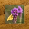 Sulfur Butterfly on Liatris Wildflower Ceramic Drink Coaster