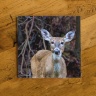 Deer Chewing Photo Ceramic Drink Coaster