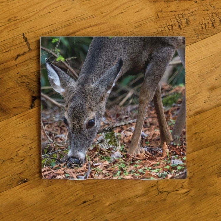 Deer Grazing Fine Art Photo Ceramic Coaster