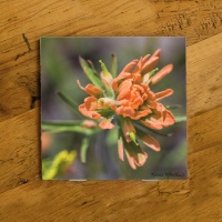 Peach Indian Paintbrush  Wildflower Photo Ceramic Drink Coaster