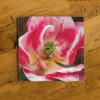 Pink and White Open Tulip Ceramic Drink Coaster