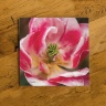 Pink and White Open Tulip Ceramic Drink Coaster