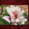 White and Pink Peony Tempered Glass Cutting Board 8x11 and 12x15 