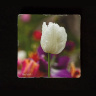 White Tulip With Raindrops  Photo Tumbled Stone Coaster