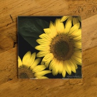 Sunflower Trio Photo Ceramic Drink Coaster