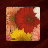 Gerber Daisies Photo 4"x4" Wood  Coaster with Magnet on Back, Refrigerator Magnet