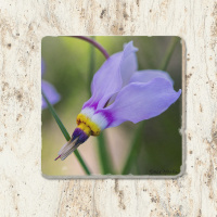 Shooting Star Wildflower Floral Photo Tumbled Stone Coaster