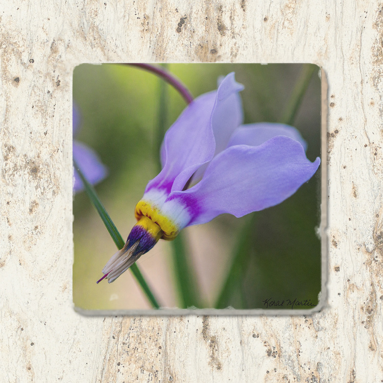 Shooting Star Wildflower Floral Photo Tumbled Stone Coaster