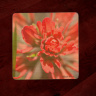 Indian Paintbrush Wildflower Photo 4"x4" Wood  Coaster with Magnet on Back