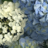 Hydrangea Blooms Flowers Fine Art Photo Ceramic Mug Full Image