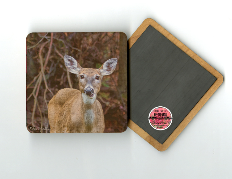 Deer Chewing 4"x4" Wood Coaster with Magnet on Back  with  Fine Art Photo by Koral Martin