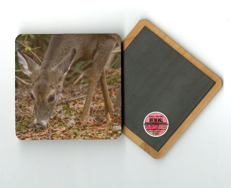 Deer Grazing 4"x4" Wood  Coaster with Magnet on Back with Fine Art Photo by Koral Martin