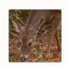 Deer Grazing 4"x4" Wood  Coaster with Magnet on Back with Fine Art Photo by Koral Martin
