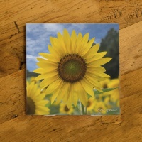 Sunflower Field Photo Ceramic Coaster by Koral Martin