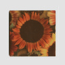 Colorful Sunflower Variety Photo  4"x4" Wood Coaster with magnet on back by Koral Martin