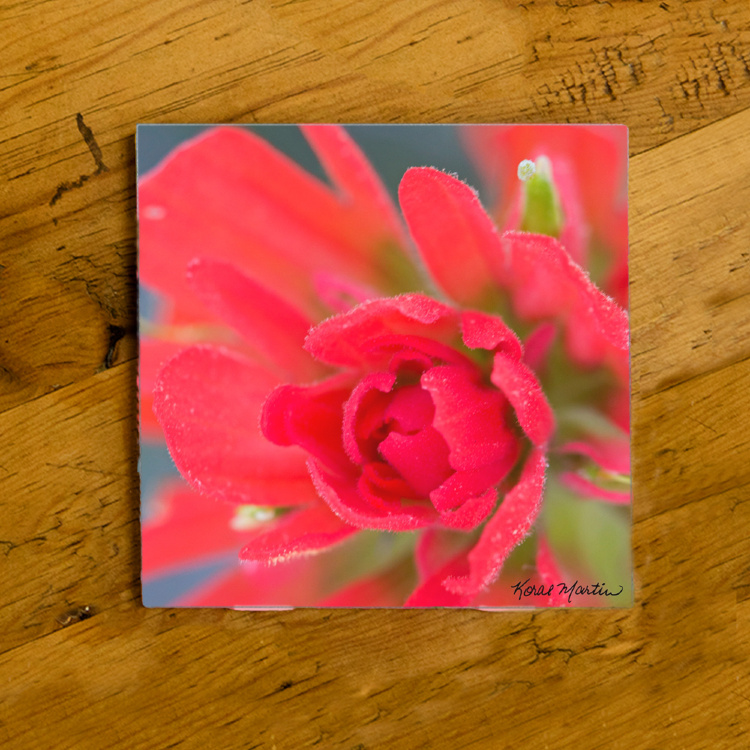 Pink Indian Paintbrush Wildflower Photo Ceramic Drink Coaster