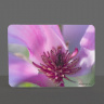 Saucer Magnolia Bloom Photo Tempered Glass Cutting Board 8x11 and 12x15
