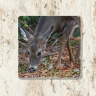 Deer Grazing Tumbled Stone Drink Coaster