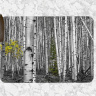 Colorado Aspen in Black and White with a touch of Color Glass Cutting Board 8x11 and 12x15 