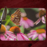 Butterfly on Pink Coneflower Glass Cutting Board 8x11 and 12x15  | Butterfly Art Counter Protector | Wildflowers 