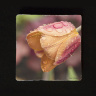 Pink & Peach Tulip with Waterdrops Tumbled Stone Drink Coaster