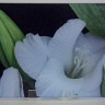 White Gladiola  Photo Tempered Glass Cutting Board