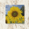 Sunflower Field Tumbled Stone Drink Coaster