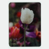 White Tulip Photo Tempered Glass Cutting Board 8x11 and 12x15