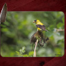 Gold Finch Photo on Tempered Glass Cutting Board 8x11 and 12x15