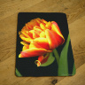 Parrot Tulip Photo Tempered Glass Cutting Board 8x11 and 12x15