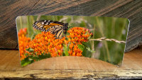 Monarch Butterfly on Milkweed Curved Metal  Desktop Pano Print