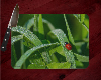 Lady Bug Photo on Tempered Glass Cutting Board 8x11 and 12x15