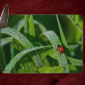 Lady Bug Photo on Tempered Glass Cutting Board 8x11 and 12x15