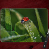 Lady Bug Glass Cutting Board 8x11 and 12x15 | Lady Bug Gathering Dew Drops Macro