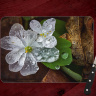 Rue Anemone with Transparent Petals Photo Tempered Glass Cutting Board 8x11 and 12x15  (1)